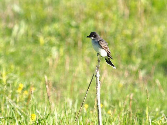 Dean Nature Sanctuary-奥克布鲁克必去景点