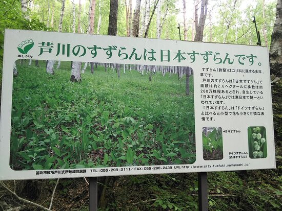 Ahikwacho Colony of a Lily of the Valley景点图片