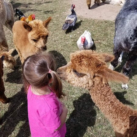 Roaring Acres Alpacas-Suffield必去景点