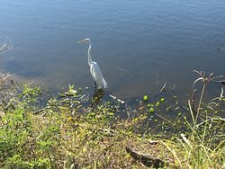 The Venice Area Audubon Rookery-威尼斯必去景点