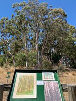 Heysen The Cedars景点图片
