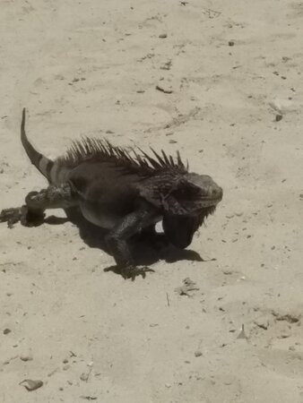 Marley's Taxi Service-圣 托马斯必去景点