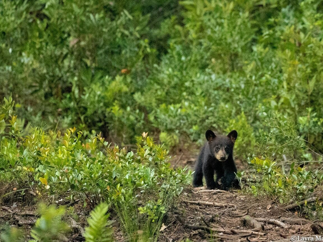 Wildlife Carolina-Swanquarter必去景点