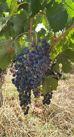 Manvi Winery-蒙特普尔恰诺必去景点