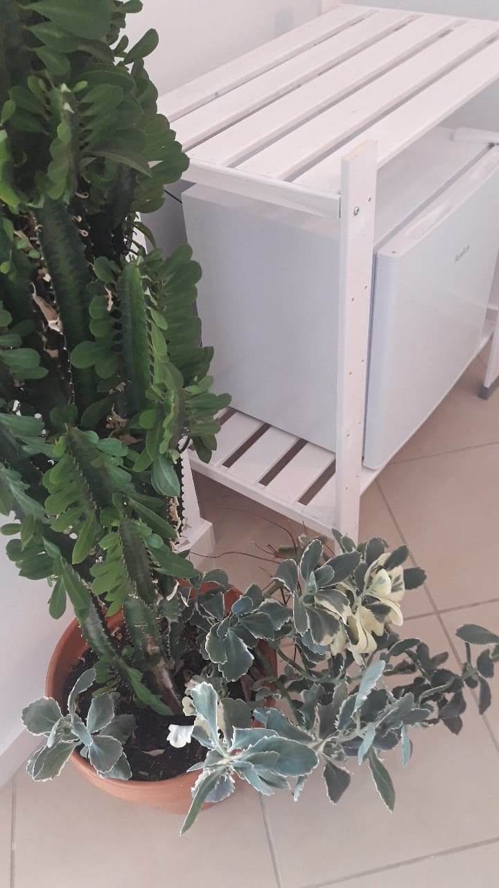 Thirsty Dog-portrait