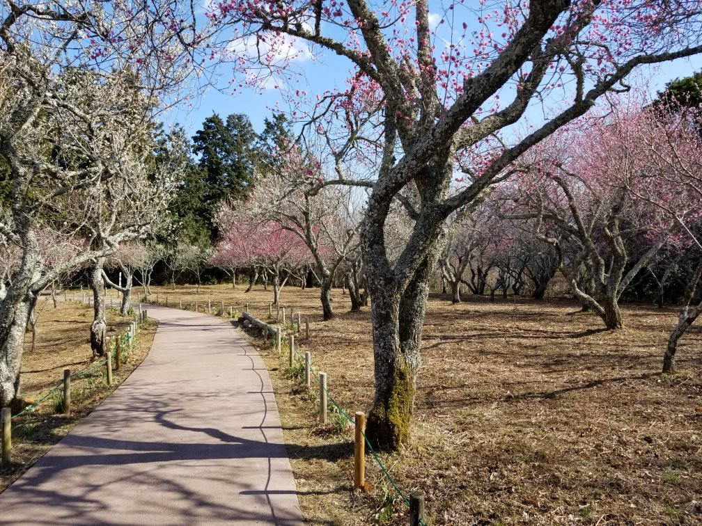 Shuzen-ji Temple Plum Grove景点图片