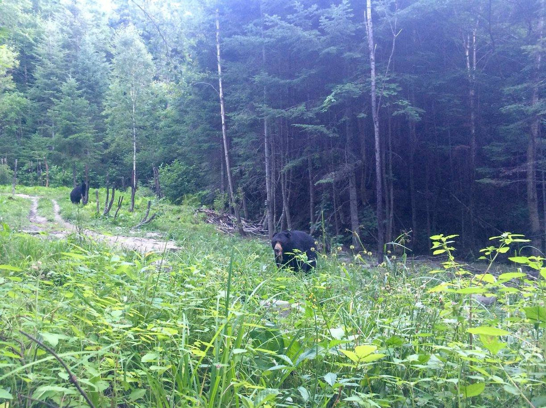 Saint-Jean-des-Piles旅游攻略图片
