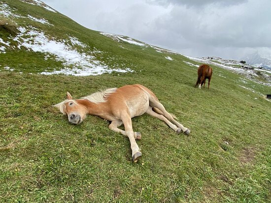 西瑟阿尔姆康帕特思酒店主图