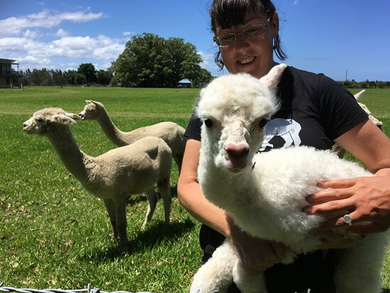 Cardiff Alpacas景点图片