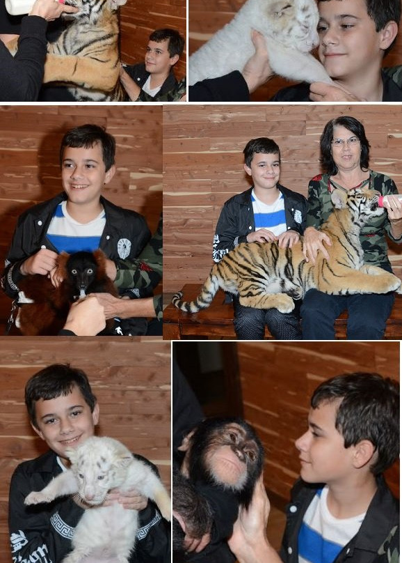 T.I.G.E.R.S. Preservation Station-美特尔海滩必去景点