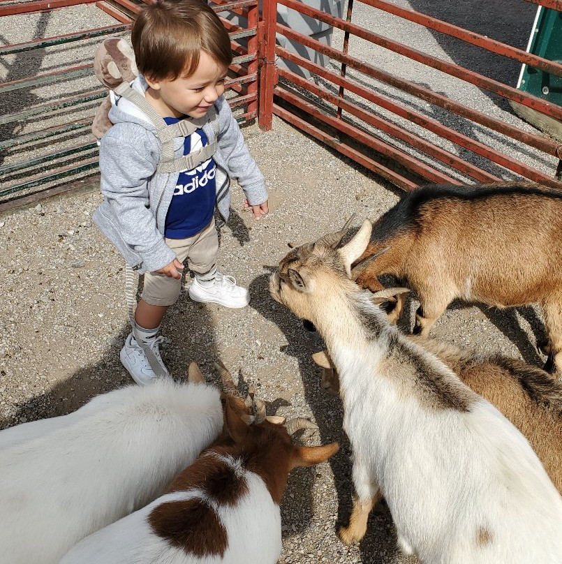 Lazy L Safari Park-开普吉拉多必去景点