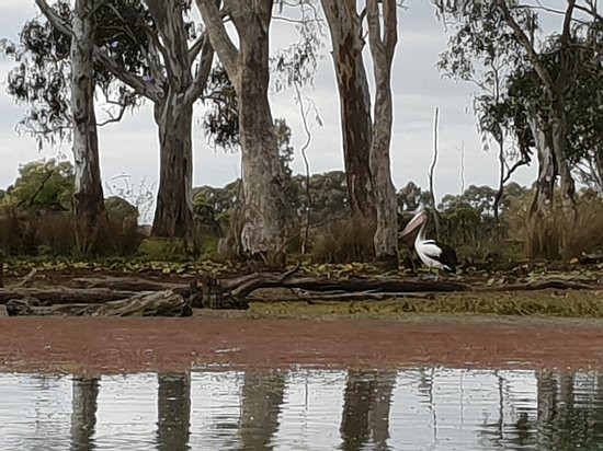 Murray River Adventures景点图片