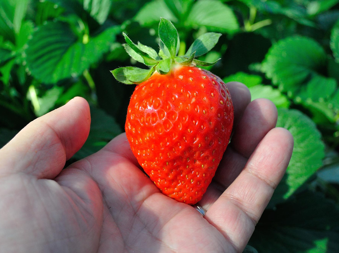 Nakajima Farm Strawberry Land景点图片