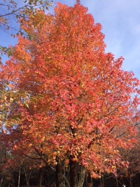 入间市旅游景点-Sai-no-mori Iruma Park