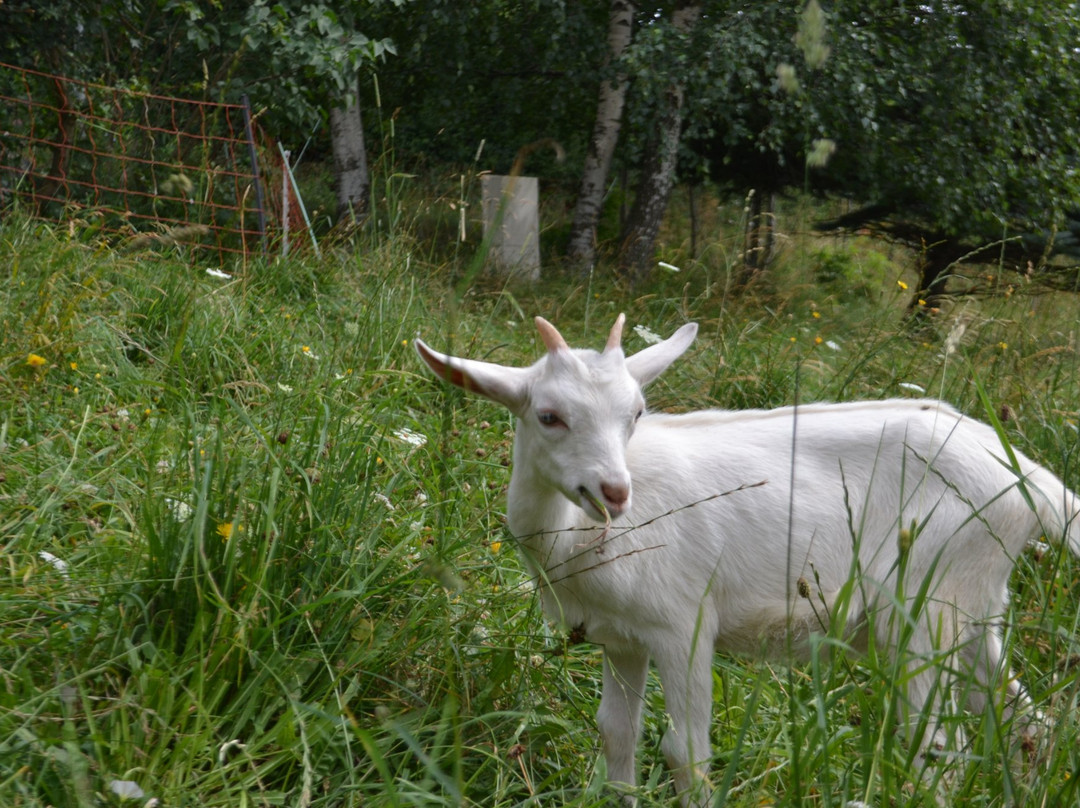 Ferme Pédagogique de la Mourière景点图片