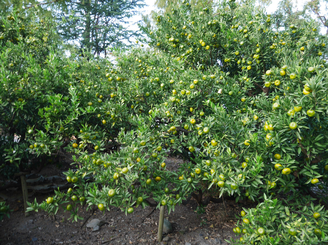 Orange Trees Planted by Ieyasu Tokugawa-静冈市必去景点