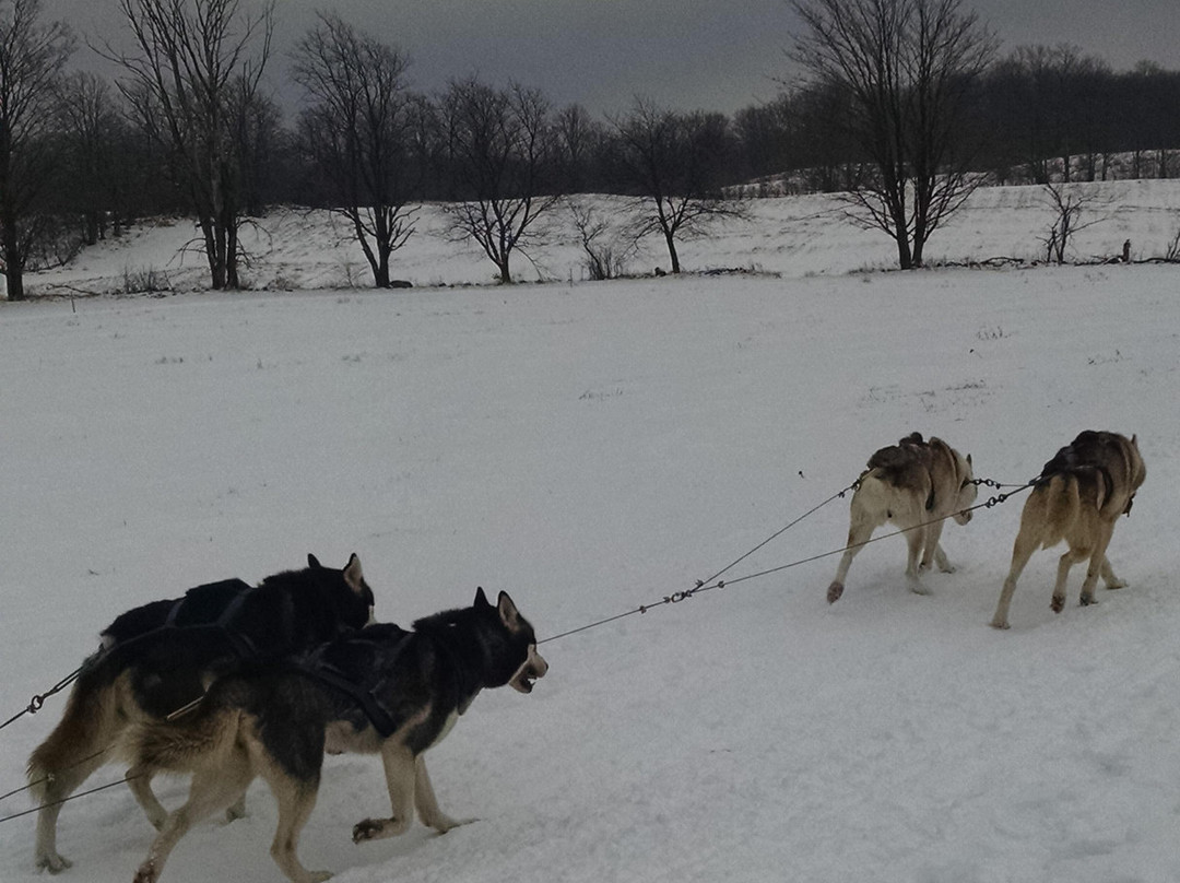 Rob Roy Farm - Snow Dogs景点图片