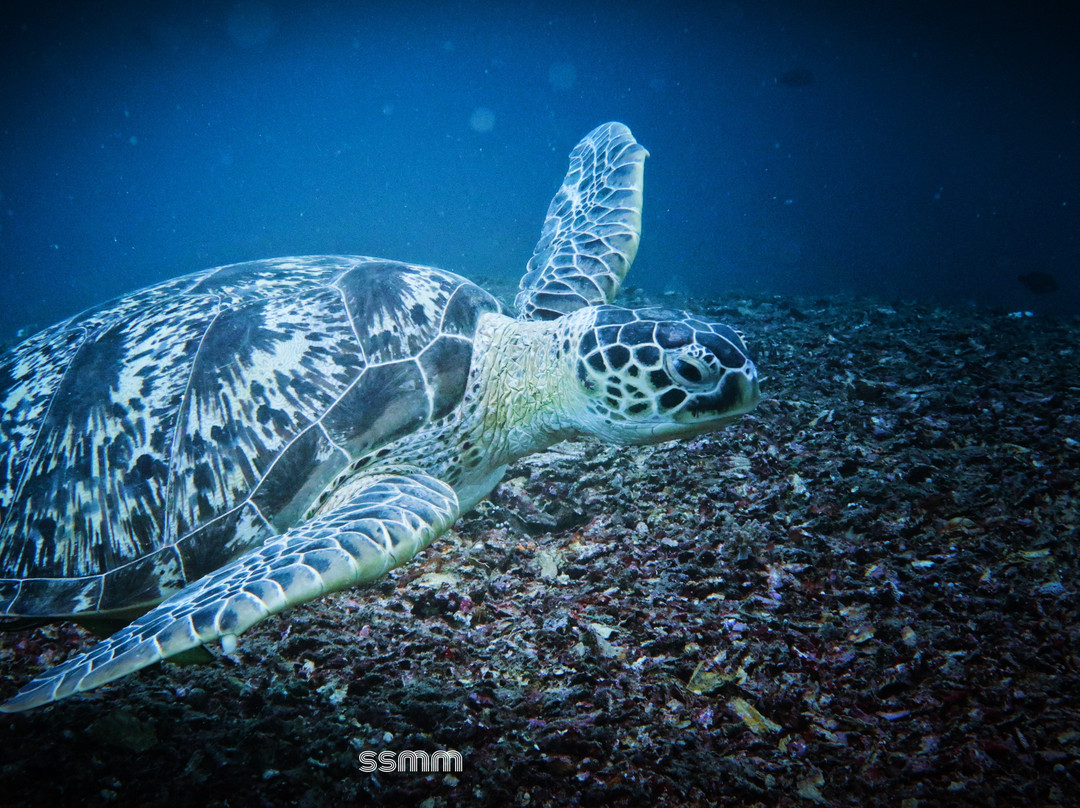 Two Fish Divers Gili Air景点图片