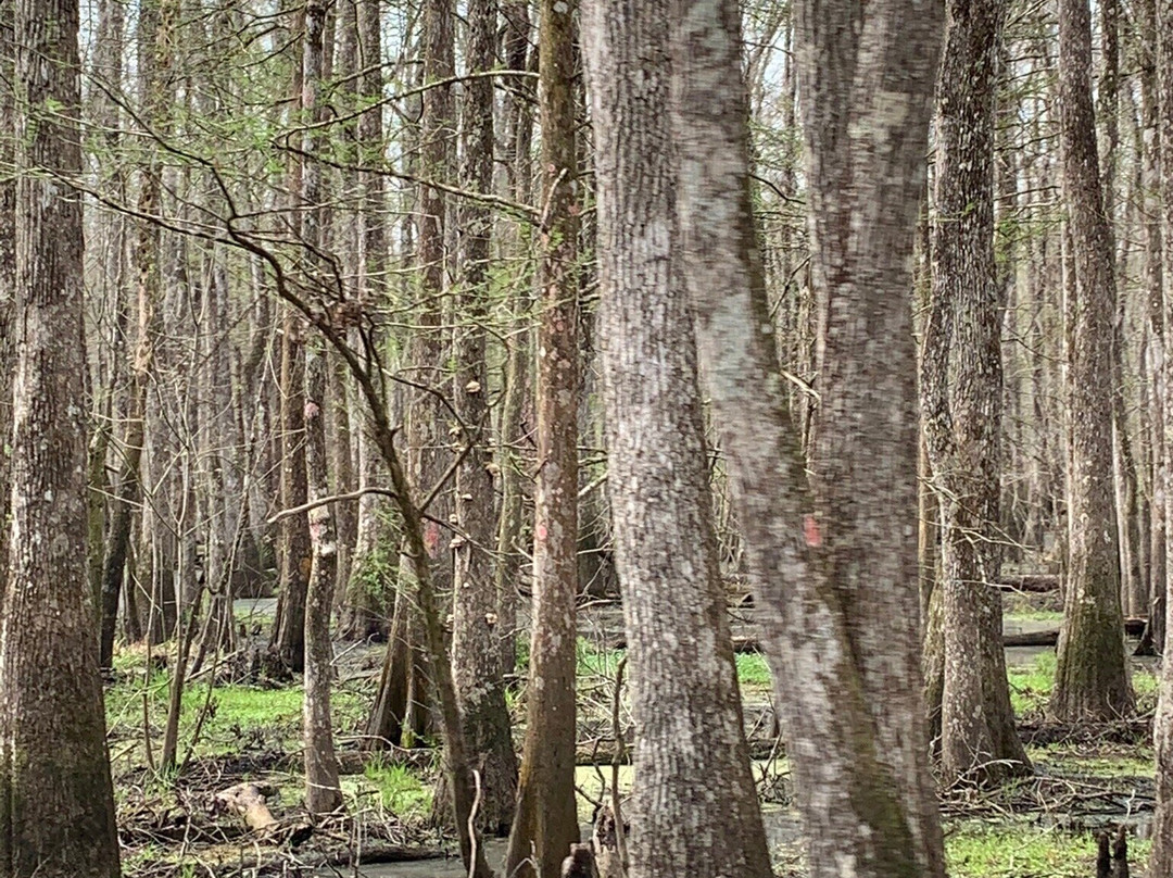 Palmetto Island State Park景点图片