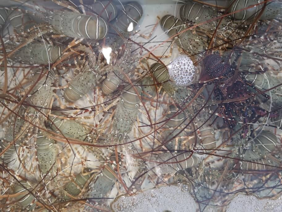 Kampung Sungai Rengit旅游攻略图片