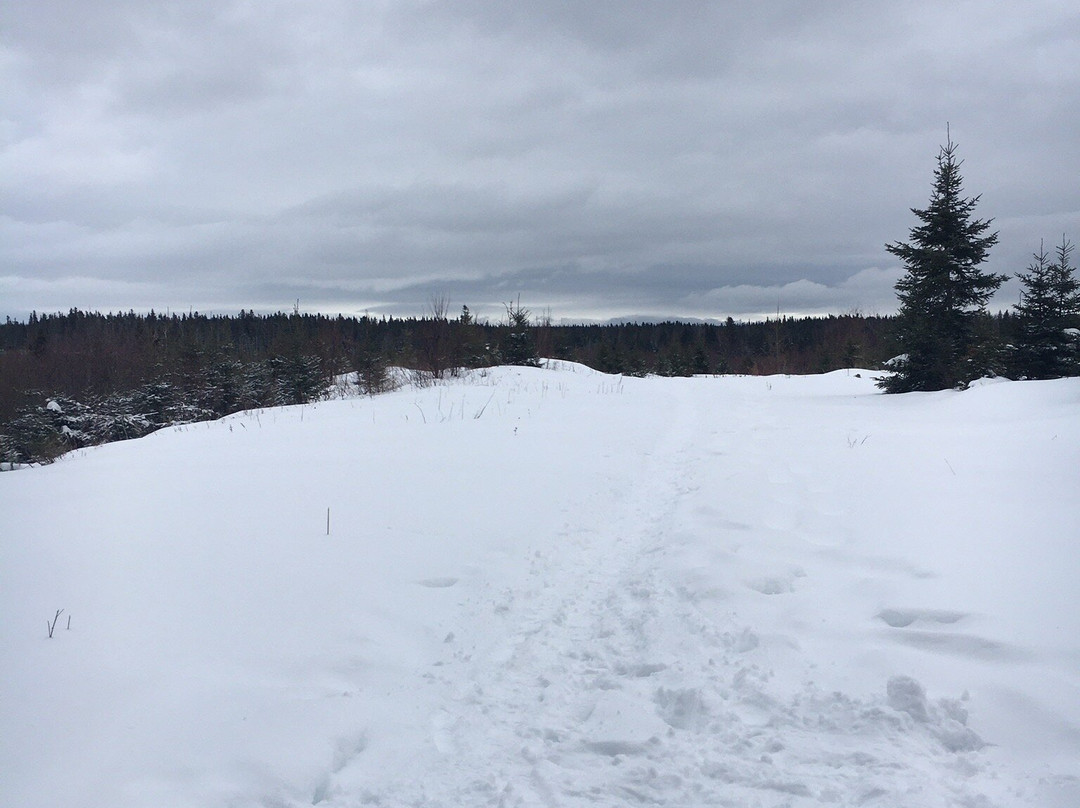 Humber River Trail景点图片