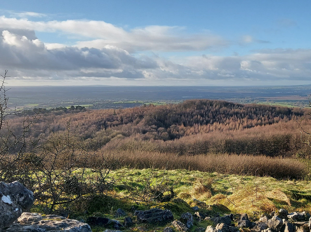 Mullaghmeen Forest-County Westmeath必去景点