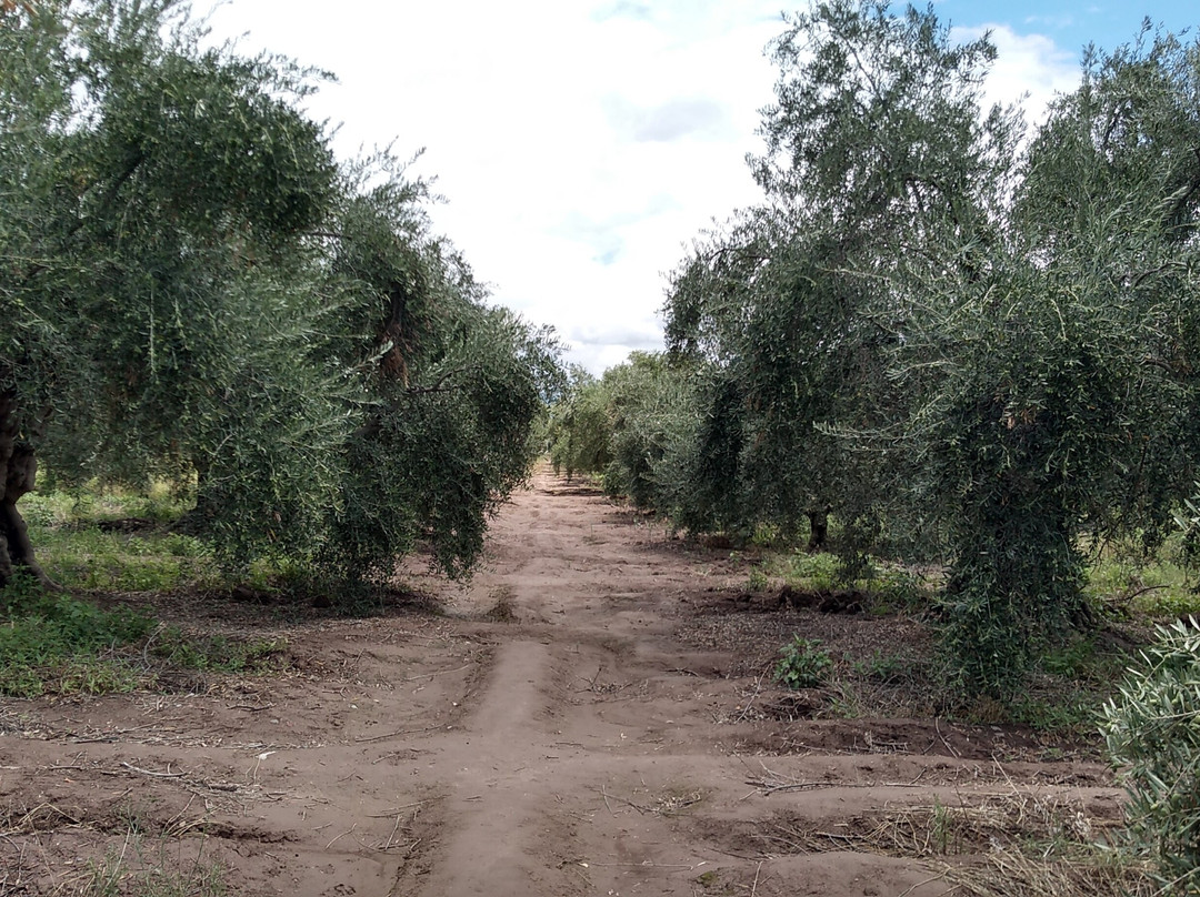 Olivicola Maguay-Maipu必去景点