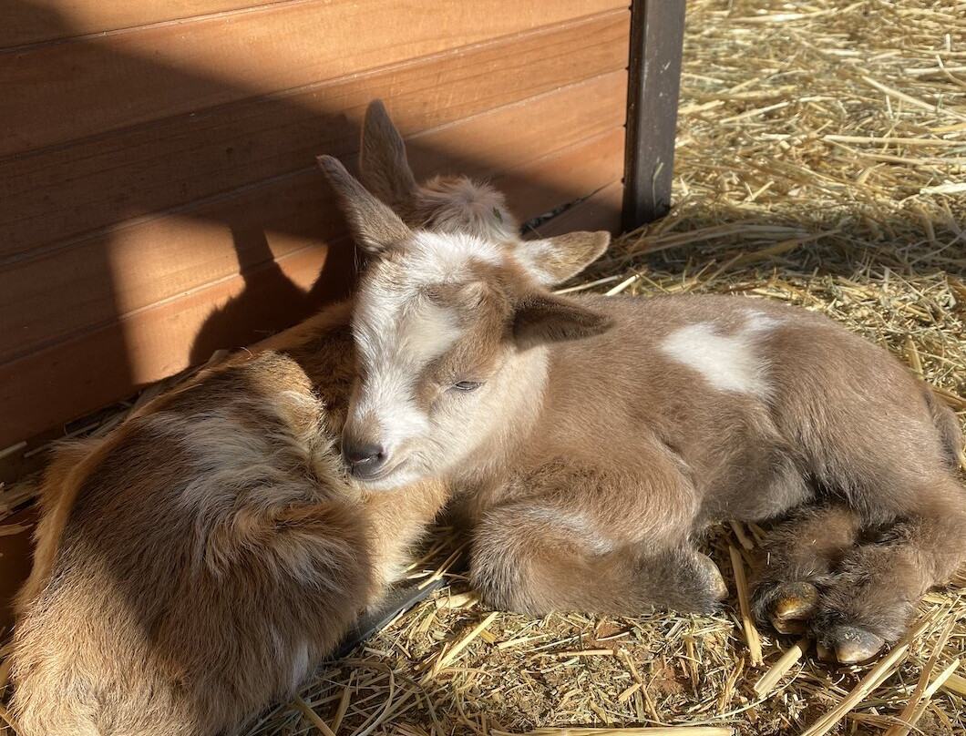 Harmony Acres Ranch & Petting Farm-Cornville必去景点