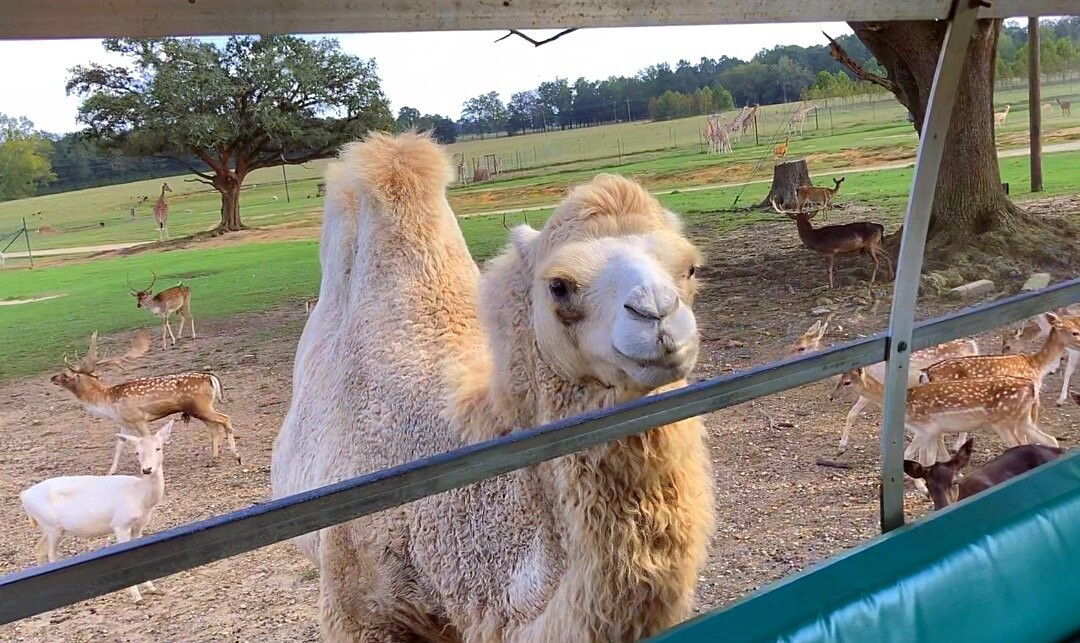 Global Wildlife Center-Folsom必去景点