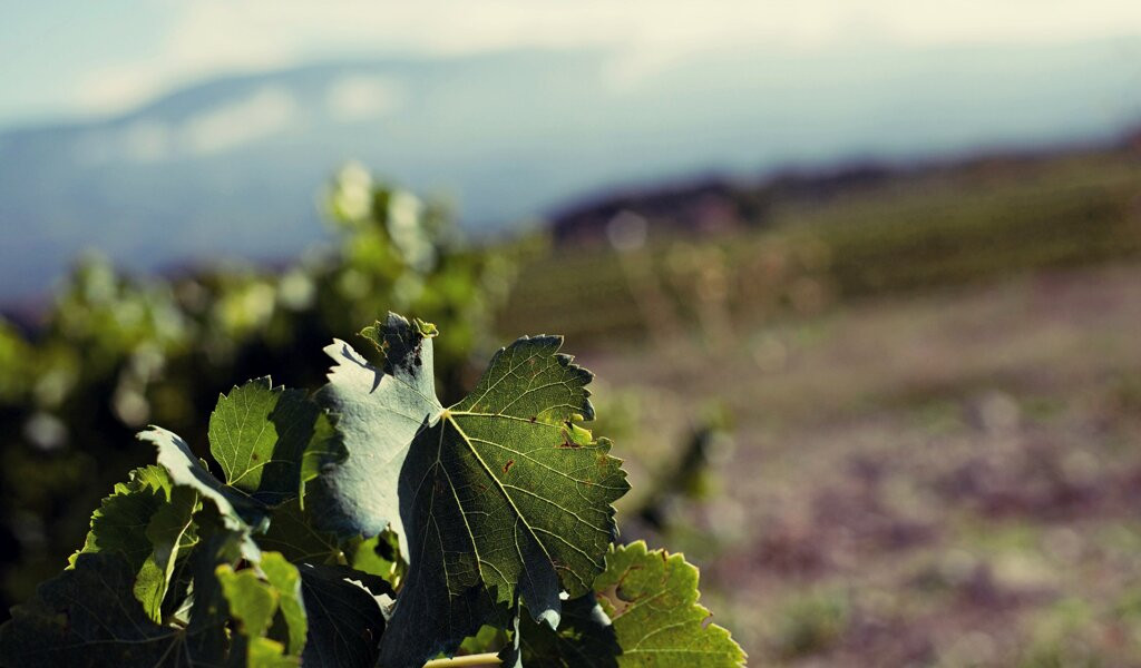 Domaine Les Patys-Bedoin必去景点