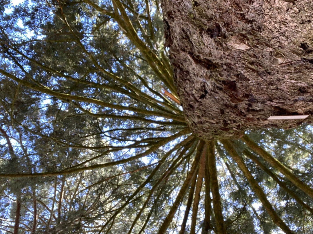 Wombat Hill Botanical Gardens-戴尔斯福特必去景点