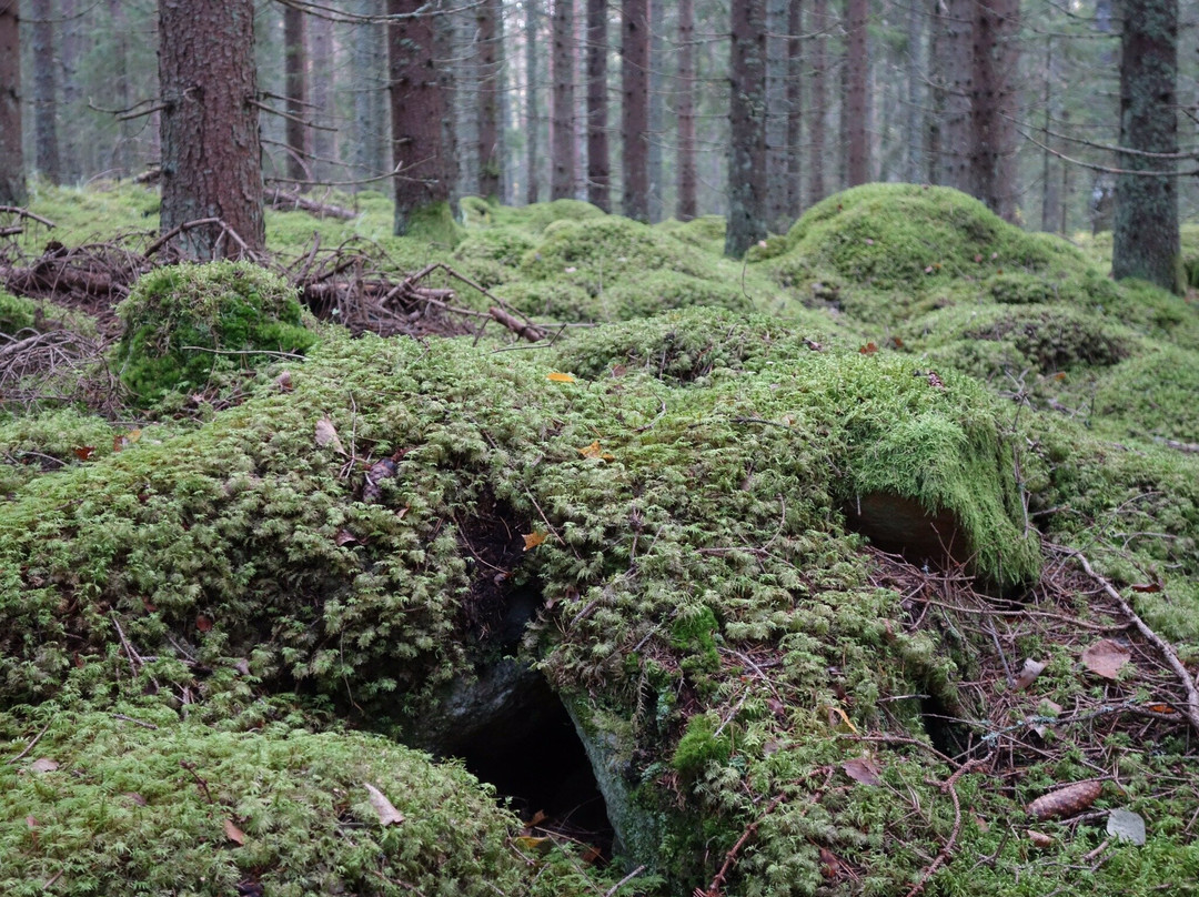 Färnebofjärden Nationalpark景点图片