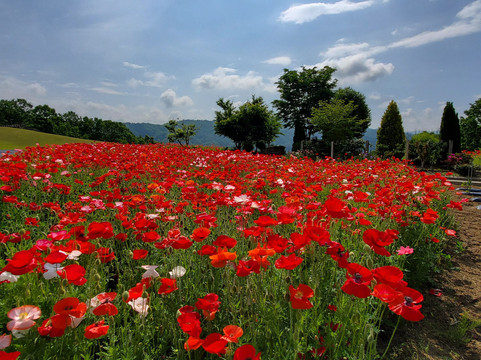 Tsukidate Hana Kobo主图