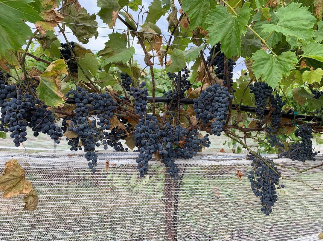 Belle Joli Winery Sparkling House景点图片
