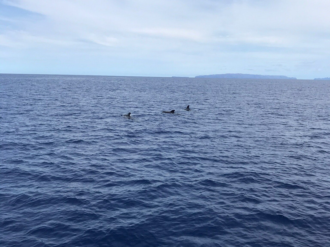 Vip Dolphins-沙尔必去景点