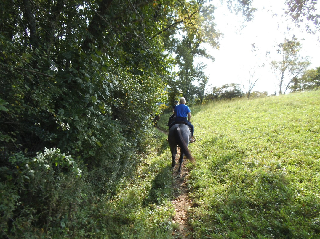 Roan Mountain Riding Company-Roan Mountain必去景点