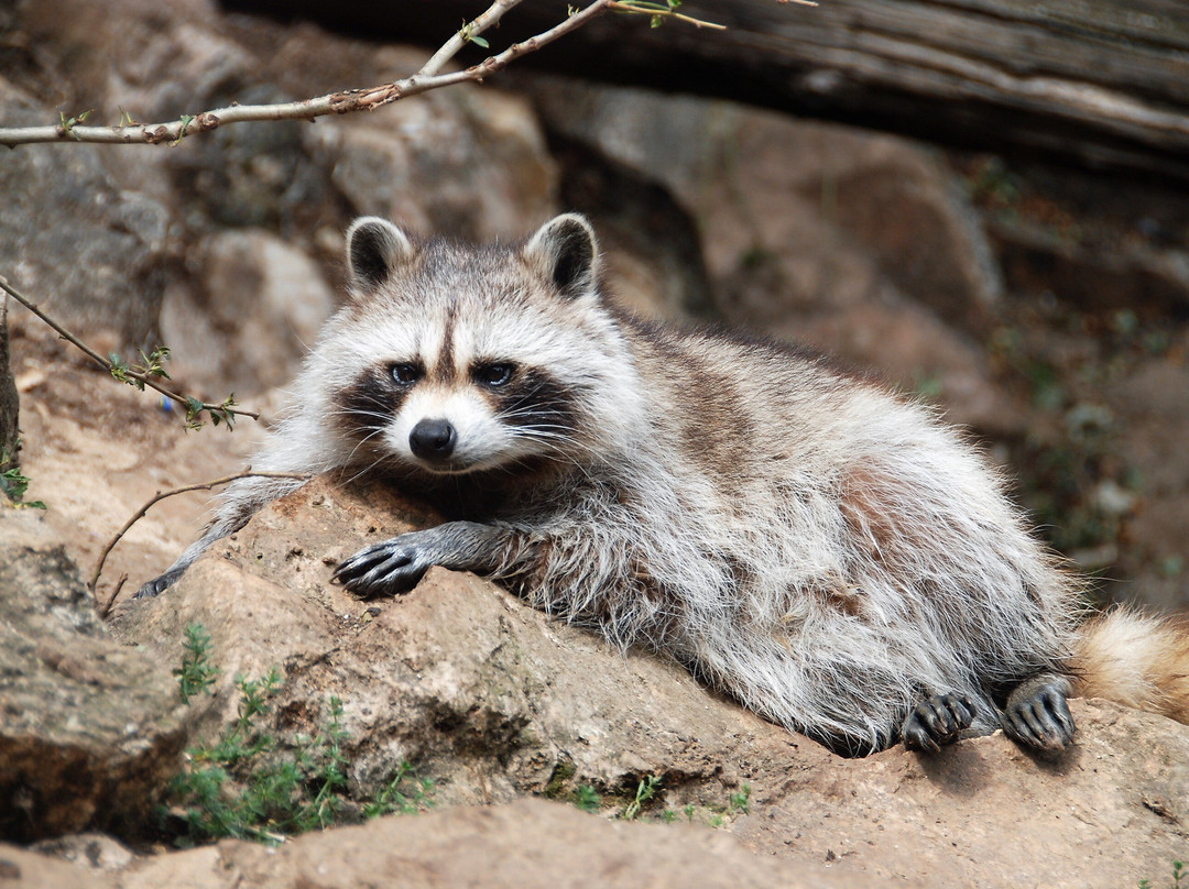 Zoo Parc des félins, les Trois Vallées-Montredon-Labessonnie必去景点