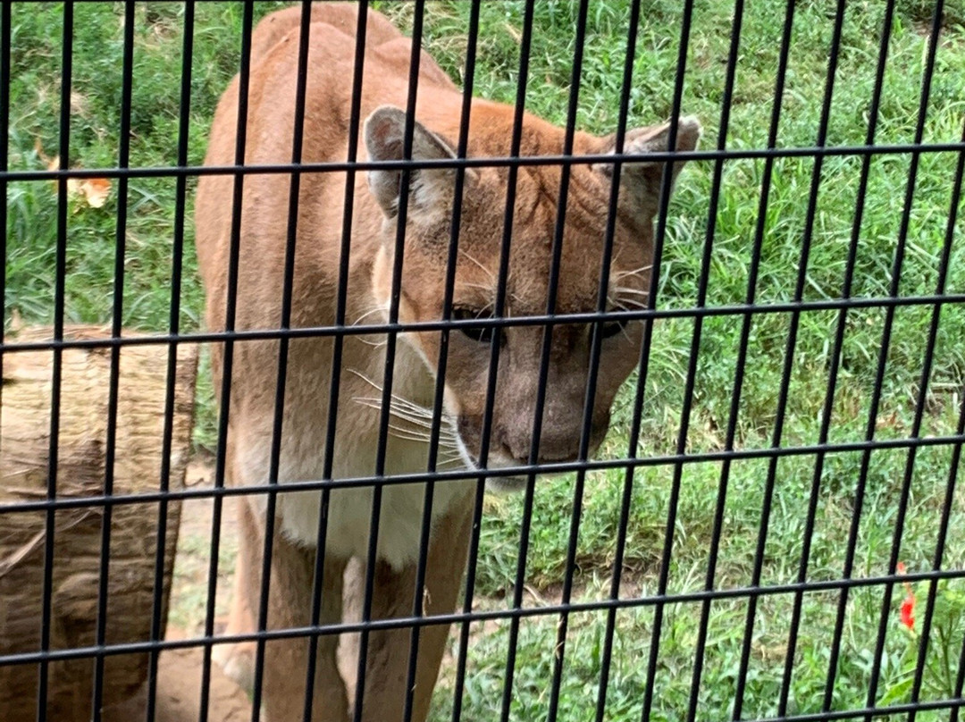 Abilene Zoo景点图片