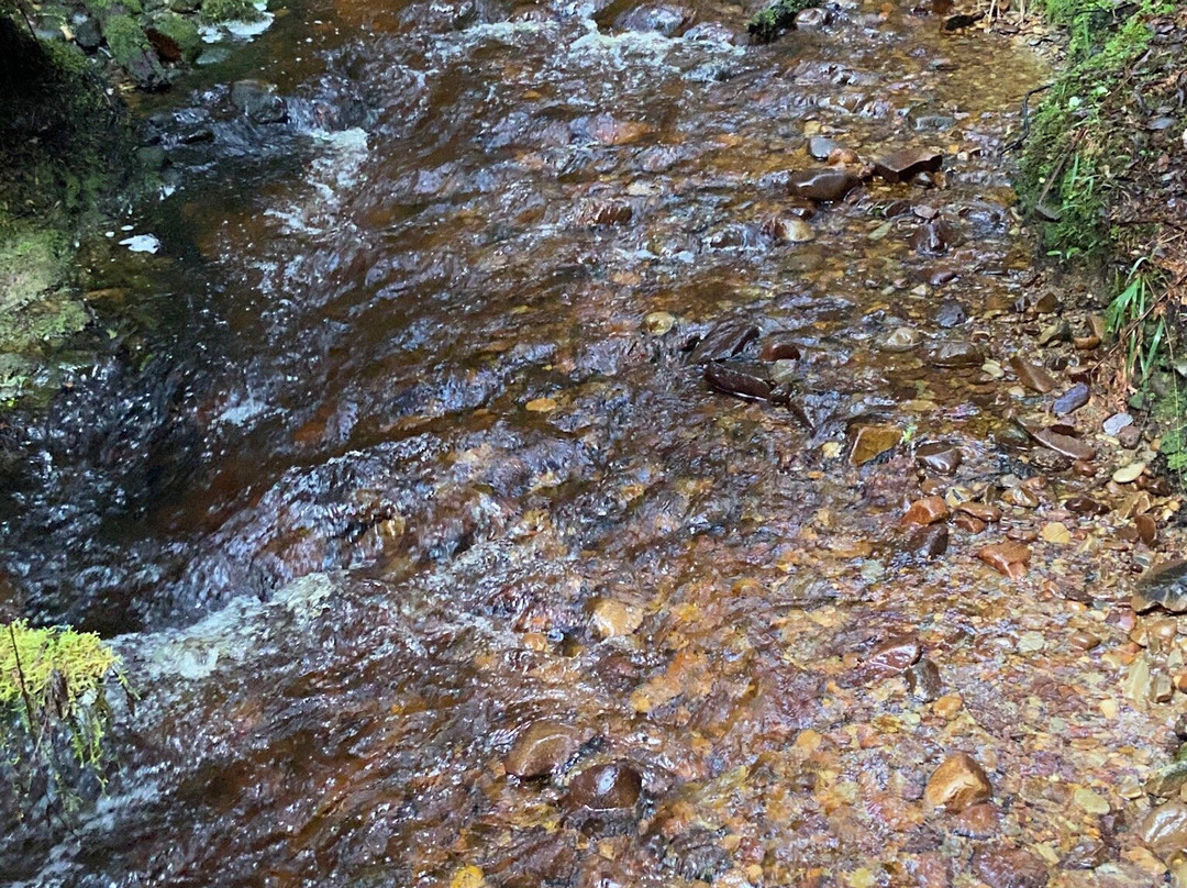 Woods Creek Track景点图片