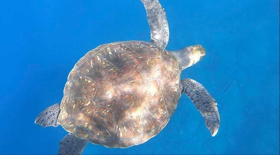 Tenerife snorkelling and kayaking-特内里费岛必去景点