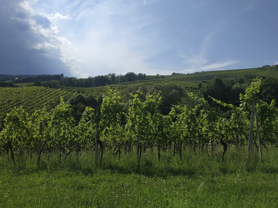Vina Frešer (Frešer Vineyards)景点图片