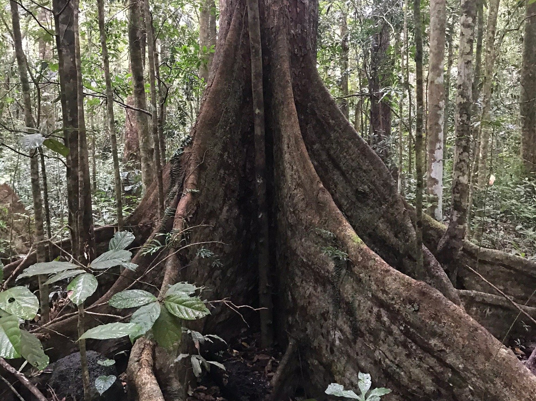 Wongabel State Forest- 阿瑟顿必去景点