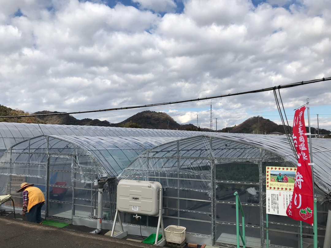 Ema Strawberry Picking Center-伊豆之国市必去景点