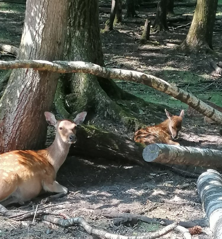 Wildpark Eekholt KG-Grossenaspe必去景点