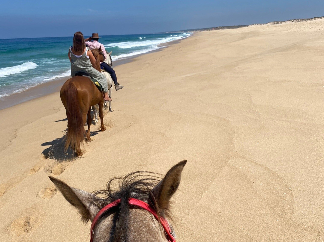 Horses by the Beach景点图片