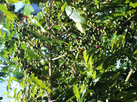 Kona Premium Coffee Company-哈陆亚洛亚必去景点