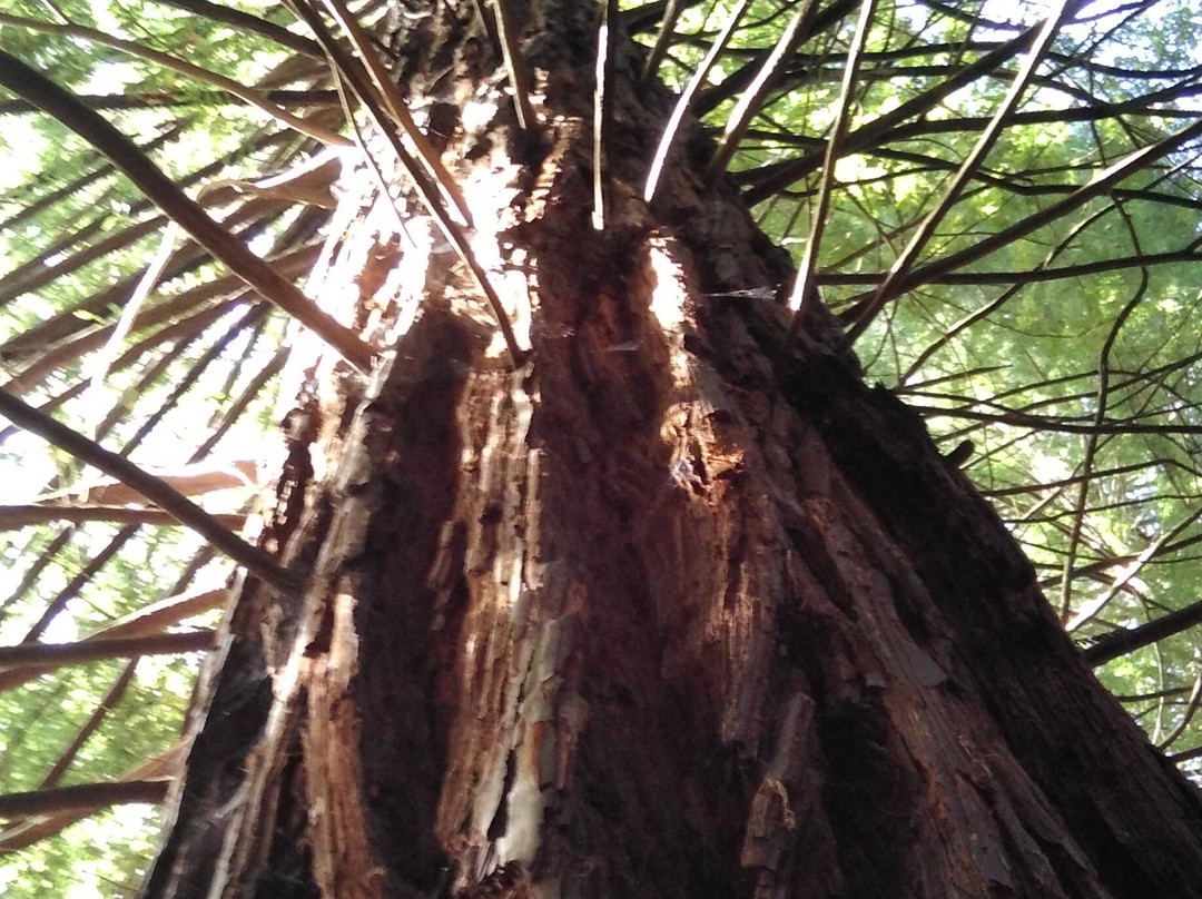 Redwood Forest景点图片