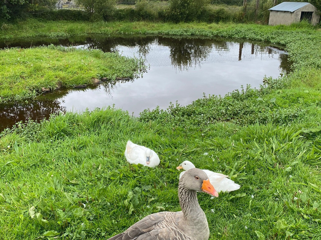 Loughwell Farm Park-Moycullen必去景点