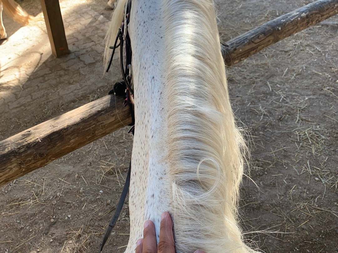 Promenade à Cheval Aresquiers景点图片