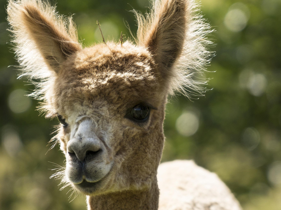 Bell Farm Alpacas景点图片